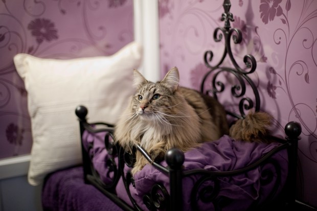 Savanna Suite cat 30%